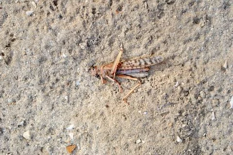 Dead locust lying on the sand Stock Photos