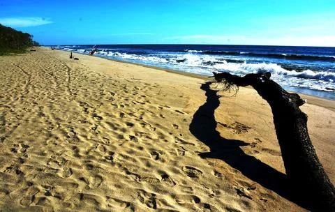 Dead log on the beach Stock Photos