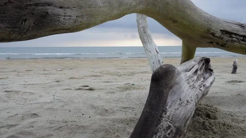Dead Log on Cherating Beach Quiet Coastal Scene in Pahang, Malaysia Stock Footage 309158020
