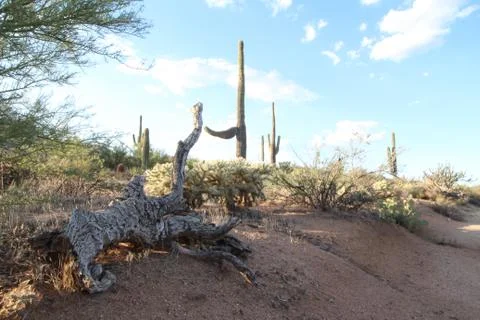 Dead Log in Desert 库存照片