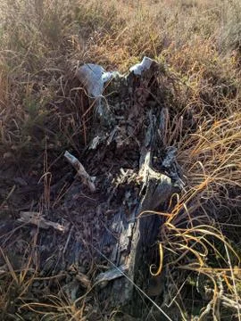 Dead Log In Grass Photos