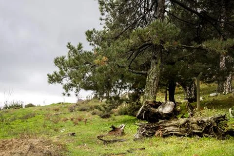 Dead log Stock Photos