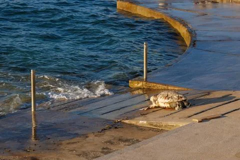 Dead loggerhead sea turtle found on shoreline Stock Photos