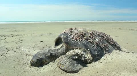 Dead loggerhead turtle on a beach on the Pacific coast of Ecuador Video stock 10684680