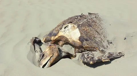 Dead loggerhead turtle on a beach on the Pacific coast of Ecuador Stock Footage 10685416