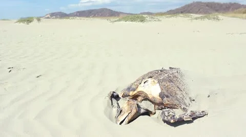 Dead loggerhead turtle on a beach on the Pacific coast of Ecuador Stock Footage 10685470