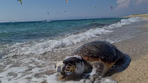 A dead Loggerhead turtle Stock Footage 244924265