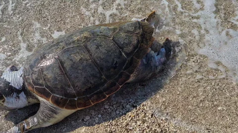 A dead Loggerhead turtle wash up on a beach popular with kite surfers. Stock Footage 244932014