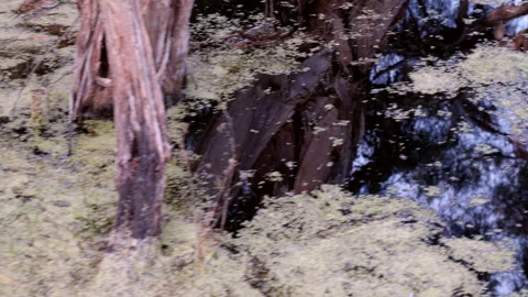 Dead logs float in algae infested wetlands with patches of blue water. Pan shot Stock Footage 165602379