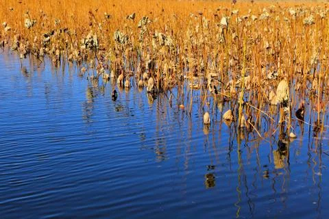 Dead lotus pond Stock Photos
