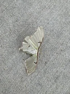 Dead Luna Moth Stock Photos