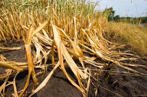 Dead maize Stock Photos