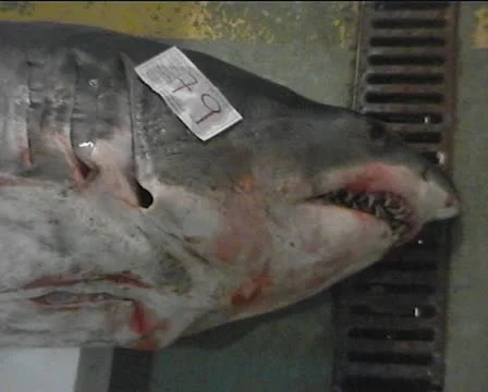 Dead Mako Sharks On Pallets. Vigo Fish Market 스톡 동영상 10600982