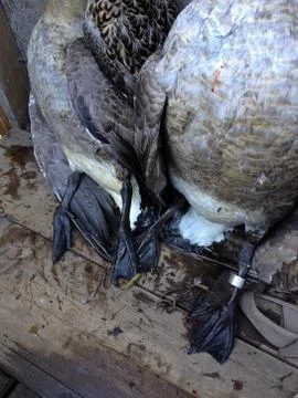 Dead Mallard ducks Stock Photos