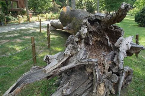 Dead Mammoth Tree Stock Photos