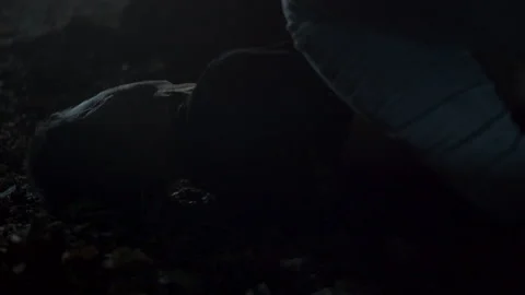 Dead man being rolled in shallow grave in a scary forest at night Stock Footage 166221424