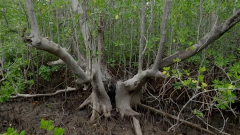 Dead Mangrove Tree Standing Among Living Coastal Forest Stock Footage 340265848