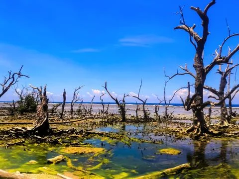 Dead Mangrove Trees Foto stock