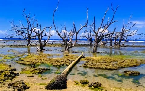 Dead Mangrove Trees Foto stock