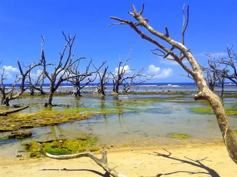 Dead Mangrove Trees Foto stock