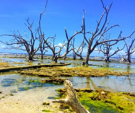 Dead Mangrove Trees Foto stock