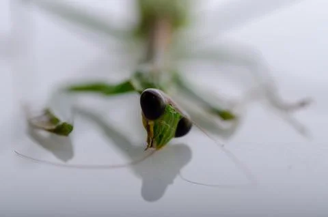 A dead mantis Stock Photos