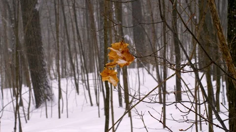 Dead maple leaf swinging in a breeze, snowy winter day, slow motion Stock Footage 113818100