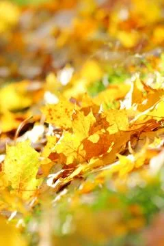 Dead maple leaves Stock Photos