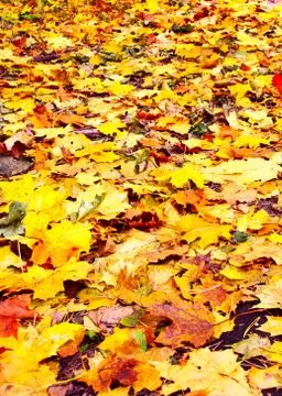 Dead maple leves Foto stock