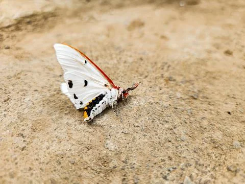 Dead marsh moth or acrea moth	 Stock Photos