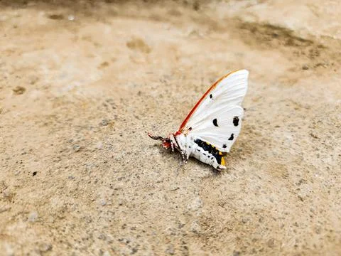 Dead marsh moth or acrea moth	 Stock Photos