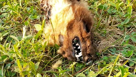 Dead marten head with flies Stock Footage 284357908