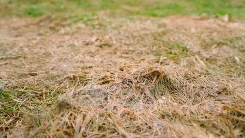 Dead matted grass with mold on lawn after winter, low angle close-up Stock Footage 342604399