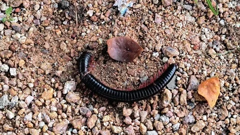 Dead Millipede on Forest Floor  Stock Footage 317286739
