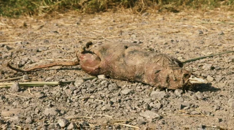 Dead mole 库存影片 792851