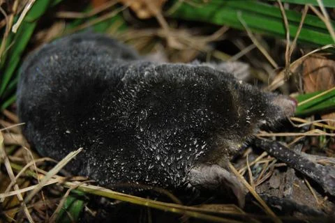 Dead mole lying on the grass in the forest Stock Photos