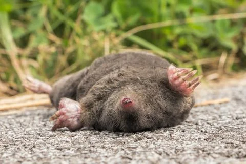 Dead mole Stock Photos