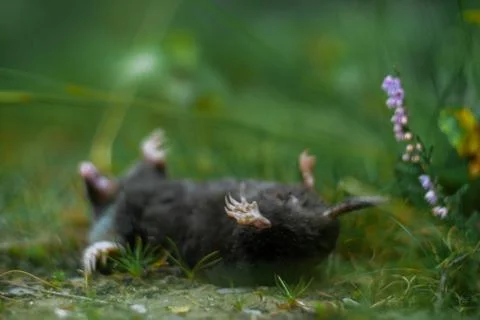 Dead mole Stock Photos