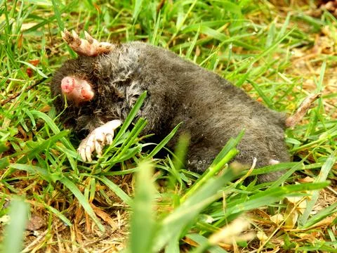 Dead Mole Stock Photos