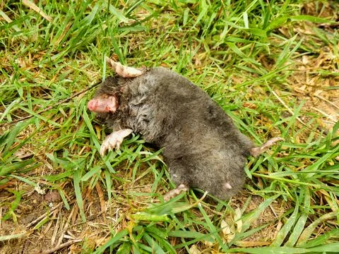 Dead Mole. Stock Photos