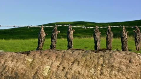 Dead moles hung on barbed wire fence Stock Footage 22249306