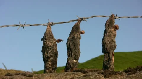 Dead moles hung on barbed wire fence Stock Footage 22249658