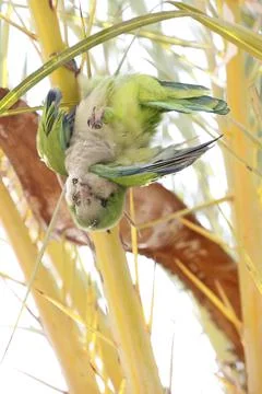Dead monk parakeet. Stock Photos