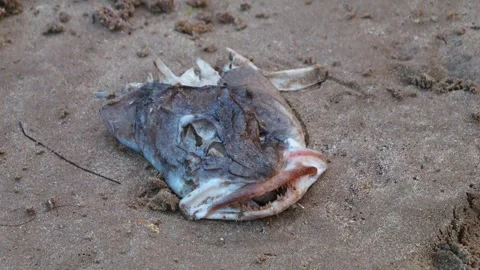 Dead Monkfish washed up on the beach at low tide stock footage Vídeo Stock 314307774