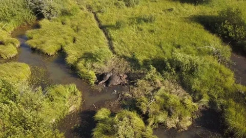 Dead moose in swamp Stock Footage 166363557