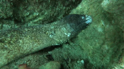 Dead Moray Eel Stock Footage 81111562