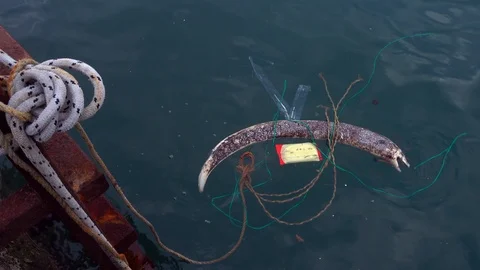 A dead moray eel lies on the surface of the sea among debris near a marina Vidéo 89959224
