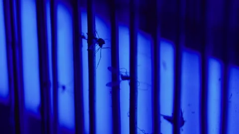 Dead mosquito attached to electric bug zapper grid, representing effective .. Stock-Footage 340427994