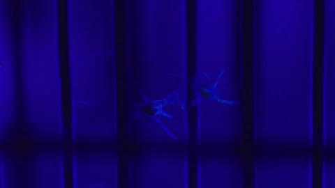 Dead mosquito caught on electric bug zapper grid, highlighting mosquito con.. Stock-Footage 340428003