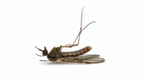 Dead mosquito dying on white background disease carries dengue malaria fever Stock-Footage 334659306